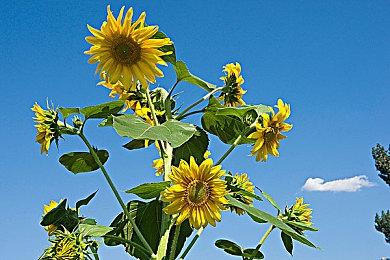 《机动战士高达 激战任务2》新机体「ν高达[ＨＷＳ装备] 」登场 １周年记念活动开始