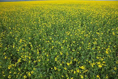 《最终幻想14》开发者谈联动《怪物猎人：荒野》：乐意之至